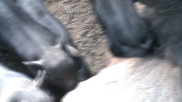 19)Б ПАРК ПОБЕДЫ ЗООПАРК