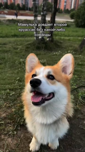 Подписка = ежедневная доза корги #корги #шортс #смешныеживотные #corgi #милота #shorts #смешныевидео