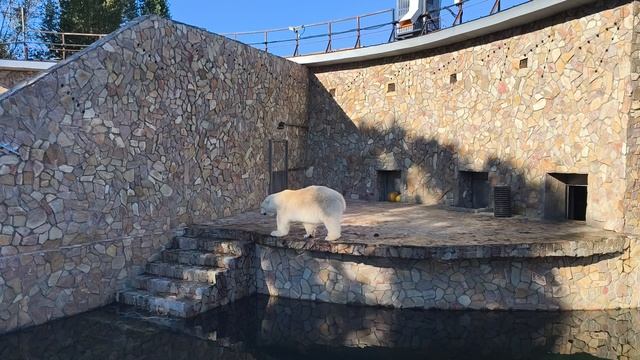 Из жизни белых медведей в Ленинградском зоопарке