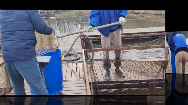 запуск форели