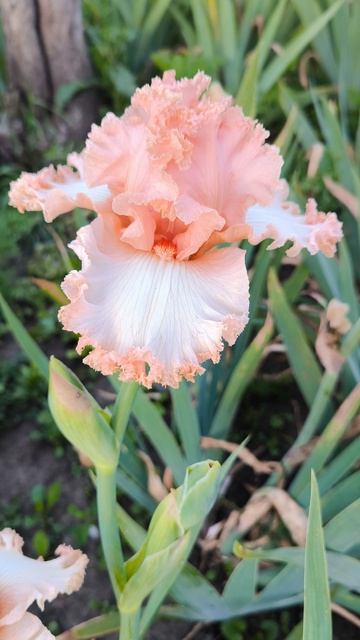 Ирис СВЕТЛИЦА (О. РЯябых, 2022).mp4