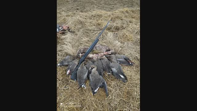 ОХОТА НА ГУСЯ, С ПРОФИЛЯМИ НА ПОЛЯХ