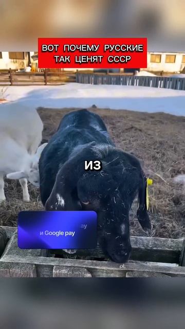 Вот почему люди так хотят в СССР. Вот за что его ценят → 👤 #Kruzak_Shorts_|_Лучшие_Авто_Видео_со