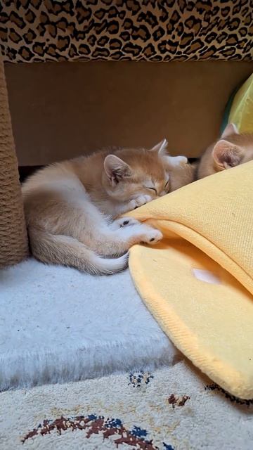 Милые котики❤️❤️❤️ #cat #видосыоткота #котик