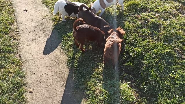 #скидки 50% щенки чихуахуа до года #купить_щенка_чихуахуа_продаю +79215950848