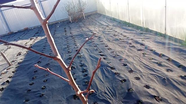 15.04.26 Пересадили грушу