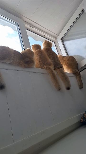 Весна, окно,  и четырекотаж . #cat #видосыоткота #веселыекоты