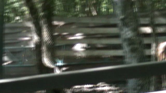 23)Б ПАРК ПОБЕДЫ ЗООПАРК