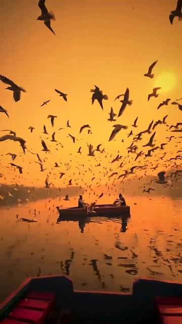 Стая чаек в Нью-Дели, Индия