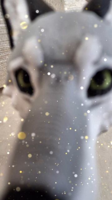 ЭДИК КИОРЫ)