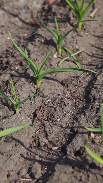 Всегда так подкармливаю чеснок весной! Вырастает крупным, сочным и здоровым