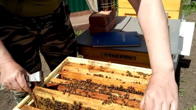 Развитие прошлогоднего отводка на две рамки со старой маткой.