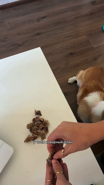 Подписывайся, чтобы не пропустить коржедень #корги #коргипемброк #corgi #корж #коргисобака #shorts