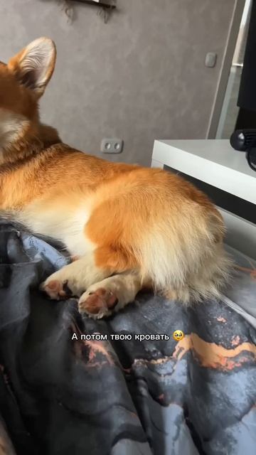 Подписывайся, чтобы не пропустить коржедень #корги #коргипемброк #corgi #корж #коргисобака #shorts