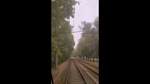 Осенний лес 04.10.24 в Москве.mp4