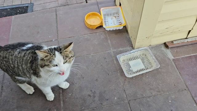 🔥все трое кототигров на обеде, Клёпа хитрит, Енотик тормозит, Бычковский наедается🐈