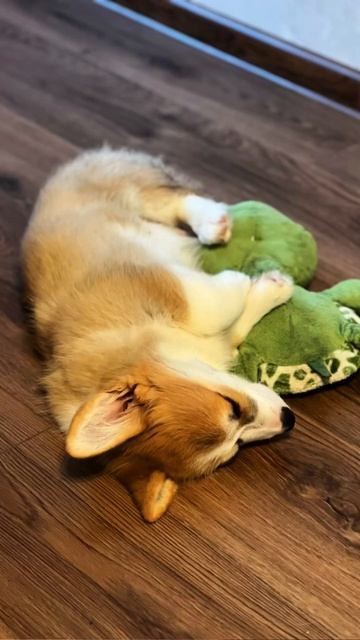 Морж каждый день, переходи и смотри