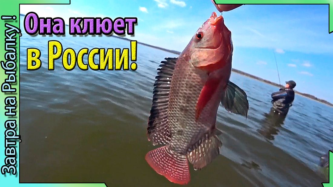 Эта рыба - клюет в России! До жили - теперь так!
