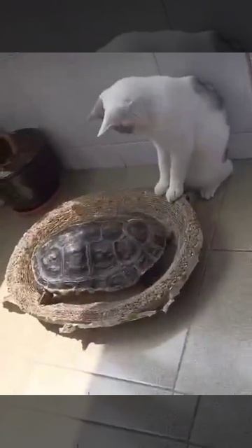 Поделись лежанкой, черепаха и кот прикол, кто выиграет?