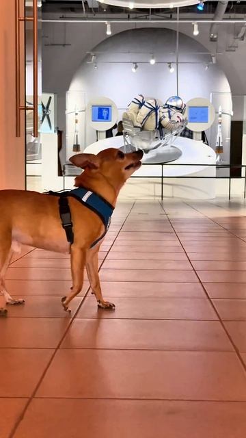 Пока у нас проходила в это воскресенье выставка собак один из участников решил.. немного прогуляться