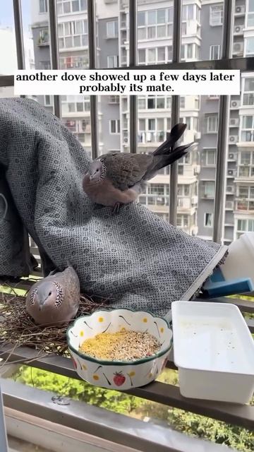 VID_20260417_132736_162.mp4