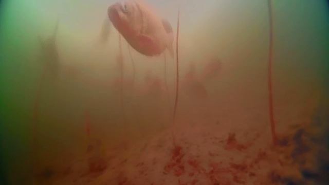 Обитатели моего пруда