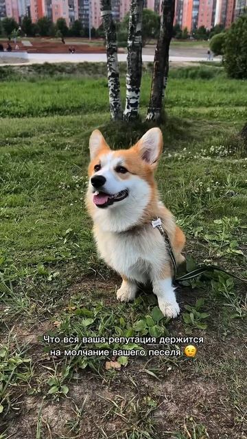 Поддержи лапкой — нажми «Подписаться» #корги #шортс #собаки #corgi #shorts #смешныевидео