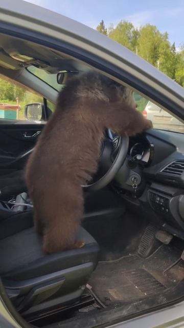 Медведь едет