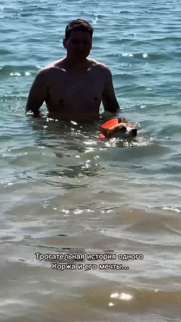 Если улыбнулась — не забудь подписаться  #корги #corgi #смешныеживотные #tiktok #shorts #шортс