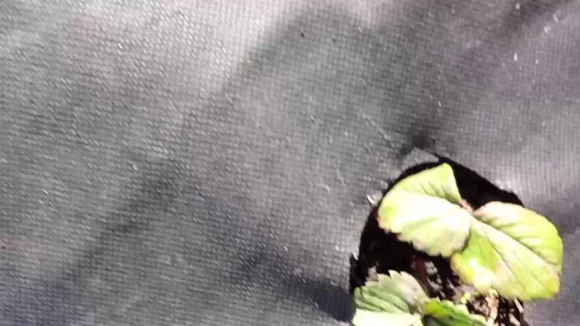 15.04.26 Обработка Клубники в корень Фундазол 10/10 и Видат 10/10