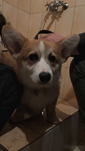 Следи за приключениями Коржа каждый день #корги #corgi #corgishorts #tiktok #смешныевидео #corgidog