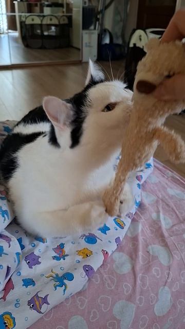 Роки играет