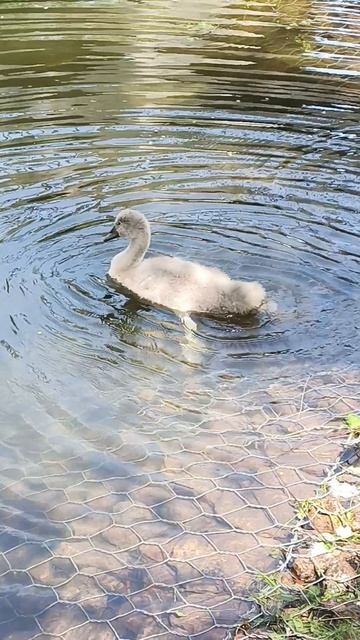 Лебединая семья