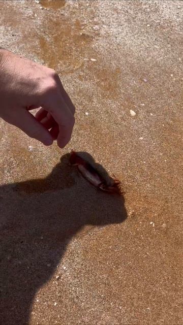 #кальмар #оаэ #песок
#взаимныеподписки #подписываемся