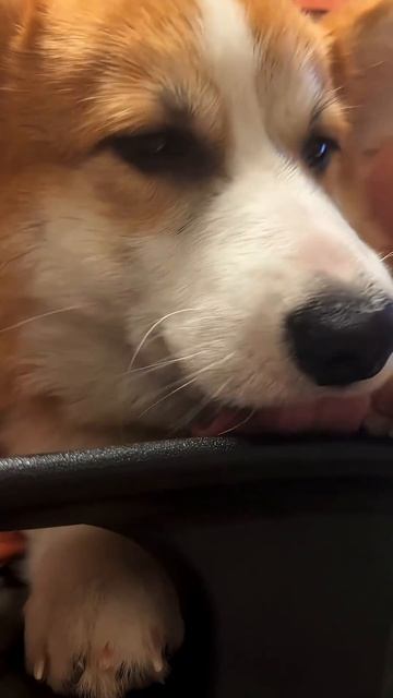 Подписка = ежедневная доза корги #корги #corgi #tiktok #shorts #шортс #смешныевидео #смешныеживотные