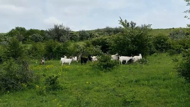 18.05.2025г. На холмах Ставрополья