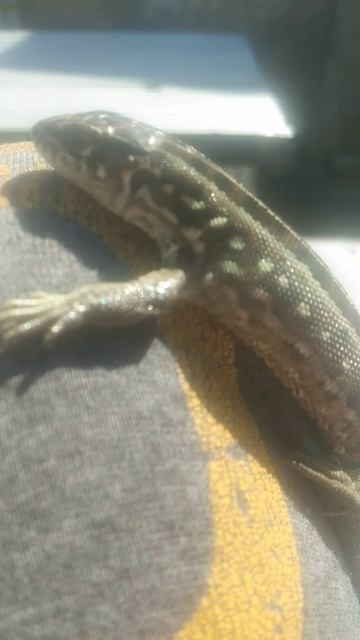 ручная ящерица