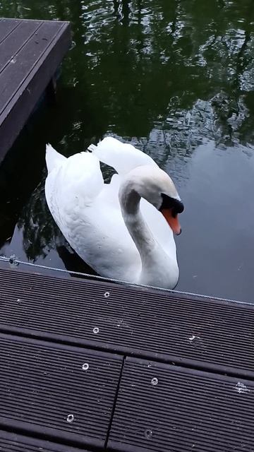 Лебедь - отец