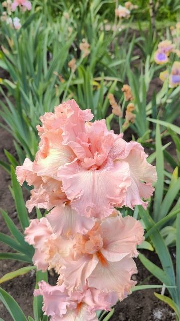 ФАЙНЛ БОУ / FINAL BOW (Л. Миллер,2024)