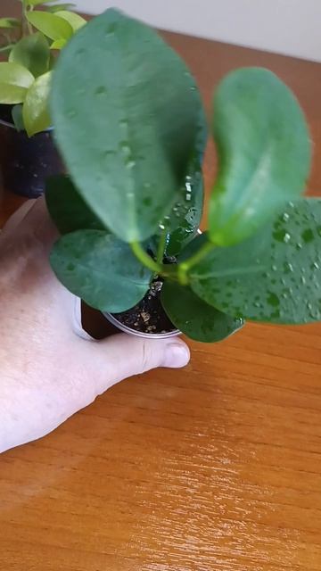 Видео для Авито ☘️🌿💚 #авито #астрахань