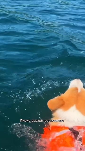 Если бы вы знали, как он радуется каждому новому зрителю... #корги #corgi #повседневность #shorts