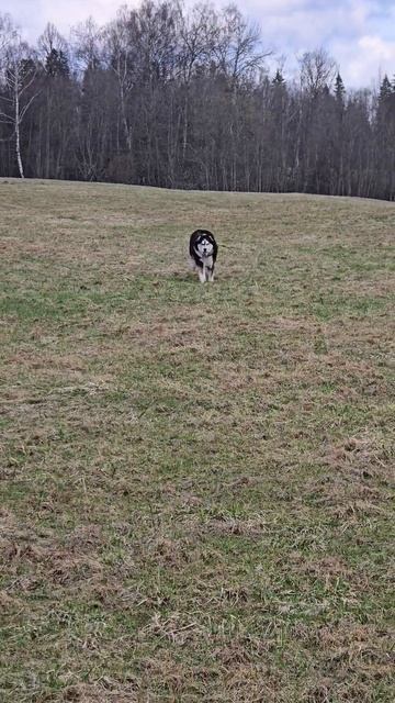 Дик похож на волка