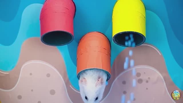 Хомячок сталкивается со свирепой акулой, убегая из лабиринта! часть 7