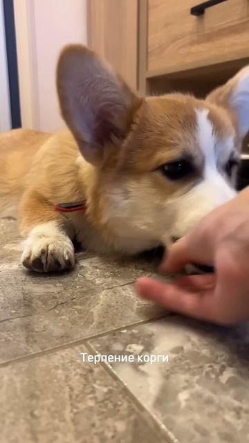 Однако, когда сильно обнимаешь Коржика, он истерит. Но все также вкусно