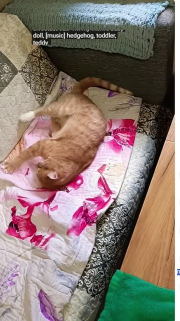 удивительные животные !!!