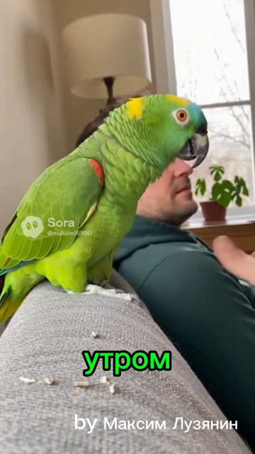 Попугай ругается #sora #ии #попугай #funny #юмор #смех #угар #birds #cute #ржака #прикол #топ