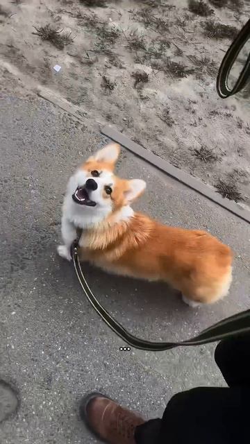 Хочешь ещё милых моментов каждый день? Жми подписку #корги #corgi #tiktok #shorts #шортс