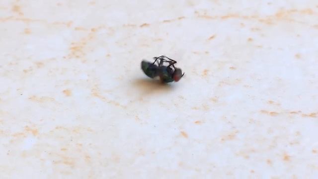 This We Call ＂Supafly Breakdancing＂