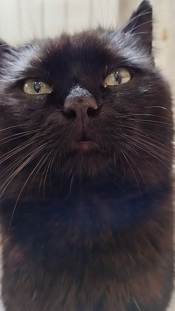 #село #кот #черныш #животные #голос #мысли #мысливслух #cat