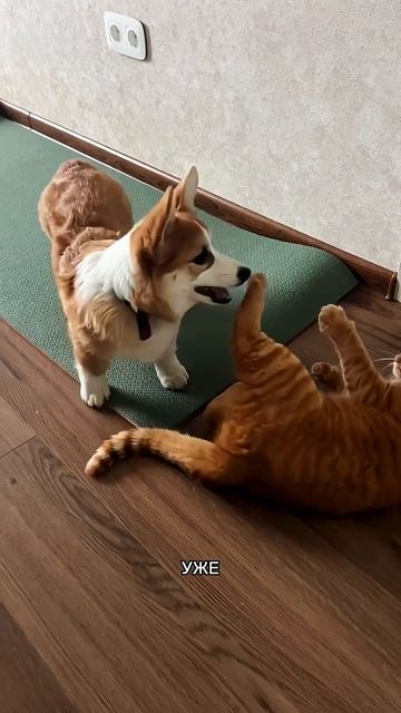 Хочешь ещё милых моментов каждый день? Жми подписку #корги #corgi #смешныеживотные #tiktok #shorts